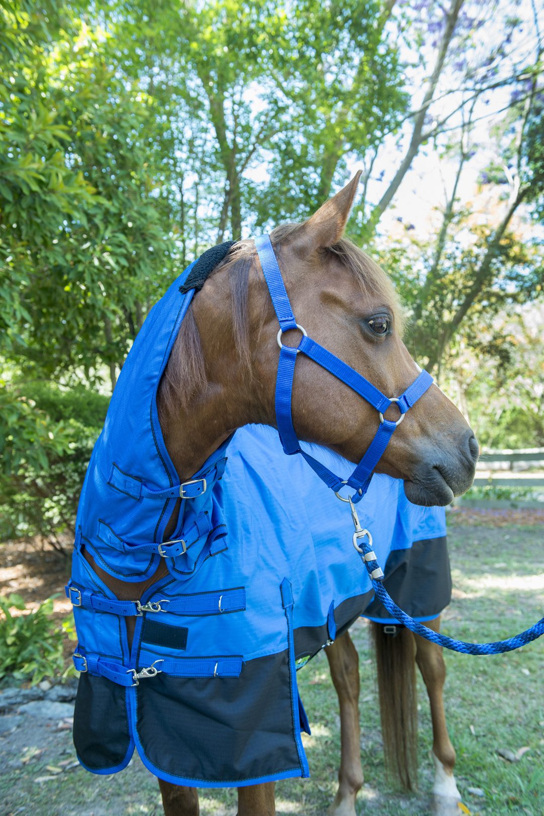 Halter - Royal Blue - Super Horse Saddlery