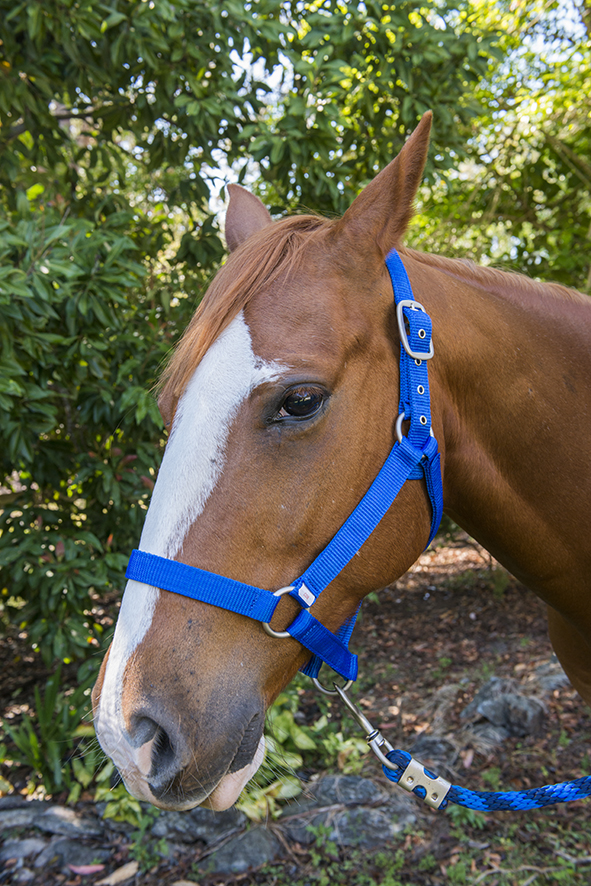 Halter - Royal Blue - Super Horse Saddlery