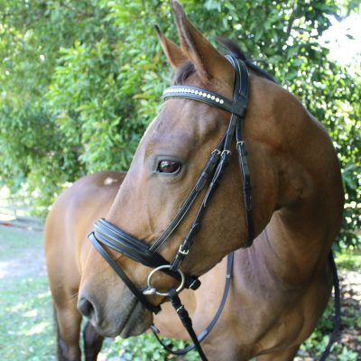 Bridles and accessories